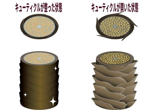 キューティクルイラスト